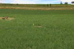 IMG-20180812-WA0040